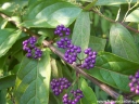 sklep ogrodniczy - Pięknotka karłowa ISSAI Callicarpa dichotoma - 30szt. nasion