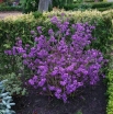 sklep ogrodniczy - Pięknotka karłowa ISSAI Callicarpa dichotoma - 30szt. nasion
