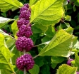 sklep ogrodniczy - Pięknotka karłowa ISSAI Callicarpa dichotoma - 30szt. nasion