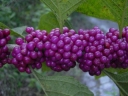 rośliny ogrodowe - Pięknotka karłowa ISSAI Callicarpa dichotoma - 30szt. nasion
