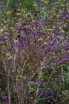 rośliny ozdobne - Pięknotka karłowa ISSAI Callicarpa dichotoma - 30szt. nasion