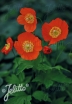 sklep ogrodniczy -  Mekonops kambryjski FRANCES PERRY 'Rubra' Meconopsis cambrica - 5sz