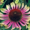 sklep ogrodniczy -  Jeżówka GREEN TWISTER Echinacea /C2