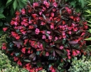 sadzonki - Krzewuszka WINE & ROSES 'Alexandra' PBR Weigela C2/20cm *K18