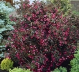 sadzonki - Krzewuszka WINE & ROSES 'Alexandra' PBR Weigela C2/20cm *K18