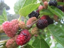 sadzonki - Morwa CZARNA (Morus nigra) C2/60cm *K6