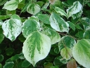 sadzonki -  Judaszowiec kanadyjski ALLEY CAT Cercis canadensis C7,5/80-100cm *K6