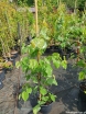 rośliny ozdobne - Judaszowiec kanadyjski ALLEY CAT Cercis canadensis C7,5/80-100cm *K6