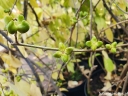 rośliny ogrodowe -  Oriksa japońska Orixa japonica C15/60-80cm *K6