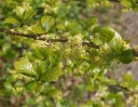 rośliny ozdobne - Oriksa japońska Orixa japonica C15/60-80cm *K6