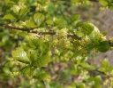 sklep ogrodniczy - Oriksa japońska Orixa japonica C15/100-120cm *K6