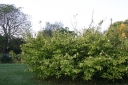 sklep ogrodniczy - Oriksa japońska Orixa japonica C15/60-80cm *K6