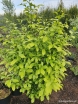 rośliny ogrodowe - Oriksa japońska Orixa japonica C15/60-80cm *K6