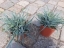 rośliny ogrodowe - Turzyca zimozielona BLUE ZINGER Carex flacca /C2,5