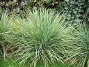 rośliny ozdobne -  Sesleria skalna Sesleria caerulea /C2 *K5