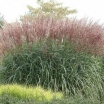 rośliny ogrodowe -  Miscanthus sinensis ROTERPFEIL Miskant chiński /C2