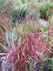 rośliny ozdobne - Miscanthus sinensis ROTERPFEIL Miskant chiński /C2