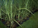 rośliny ozdobne - Miscanthus sinensis ROTERPFEIL Miskant chiński /C2