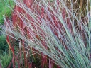 sklep ogrodniczy - Miłka WIND DANCER Eragrostis elliotii /C2 *26