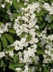 sklep ogrodniczy - Świdośliwa Lamarcka (Amelanchier Lamarckii) C5/1-1,4m