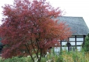 sadzonki - Świdośliwa Lamarcka (Amelanchier Lamarckii) C5/1-1,4m