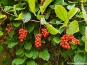 sadzonki - Cytryniec chiński  (Schisandra chinensis)