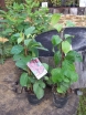 sadzonki - Cytryniec chiński  (Schisandra chinensis)