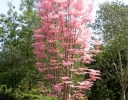rośliny ozdobne -  Toona sinensis FLAMINGO (Cedrówka) C2/40cm *K11