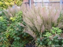 rośliny ogrodowe - Trzcinnik krótkowłosy Calamagrostis brachytricha /C5