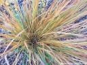 sklep ogrodniczy - Trzcinnik krótkowłosy Calamagrostis brachytricha /C5