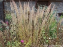 rośliny ogrodowe - Trzcinnik krótkowłosy Calamagrostis brachytricha /C5