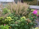 sklep ogrodniczy - Trzcinnik krótkowłosy Calamagrostis brachytricha /C5