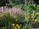 sadzonki - Trzcinnik krótkowłosy Calamagrostis brachytricha /C2 *K5