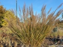 rośliny ozdobne - Trzcinnik krótkowłosy Calamagrostis brachytricha /C2 *K5