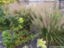 sadzonki - Trzcinnik krótkowłosy Calamagrostis brachytricha /C2 *K5