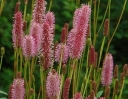 sklep ogrodniczy -  Krwiściąg lekarski BLACKTHORN Sanguisorba officinalis /C5 *7