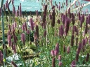 sklep ogrodniczy - Krwiściąg lekarski BLACKTHORN Sanguisorba officinalis /C5 *7