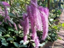 rośliny ogrodowe -  Krwiściąg hakusański LILAC SQUIRREL Sanguisorba hakusanensis /C5 *2