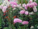 sklep ogrodniczy - Krwiściąg hakusański LILAC SQUIRREL Sanguisorba hakusanensis /C5 *2