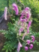 sadzonki - Krwiściąg hakusański LILAC SQUIRREL Sanguisorba hakusanensis /C5 *2