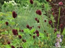 sklep ogrodniczy -  Krwiściąg lekarski ARNHEM Sanguisorba officinalis /C5 *7F