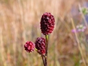 rośliny ogrodowe - Krwiściąg lekarski ARNHEM Sanguisorba officinalis /C5 *7F
