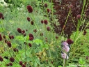 rośliny ozdobne - Krwiściąg lekarski ARNHEM Sanguisorba officinalis /C5 *7F