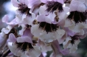 rośliny ogrodowe -  Paulownia wielkolistna Paulownia elongata C5/40-60cm