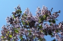 sklep ogrodniczy - Paulownia wielkolistna Paulownia elongata C5/40-60cm