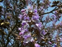 rośliny ogrodowe - Paulownia wielkolistna Paulownia elongata C5/40-60cm