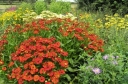 sadzonki - Dzielżan karłowy SALSA Helenium autumnale /C2