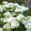 rośliny ogrodowe -  Sadziec karłowy LUCKY MELODY Eupatorium rugosum /C1,5-C2