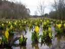 rośliny ozdobne - Tulejnik kamczacki YELLOW LAKE Lysichiton americanus /C2