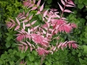 sadzonki - Toona sinensis FLAMINGO (Cedrówka) C2/40cm *K11